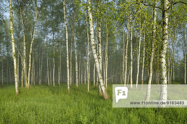 Moorbirkenwald  Moorbirken (Betula pubescens) im leichten Nebel  Biebrza-Nationalpark  Polen