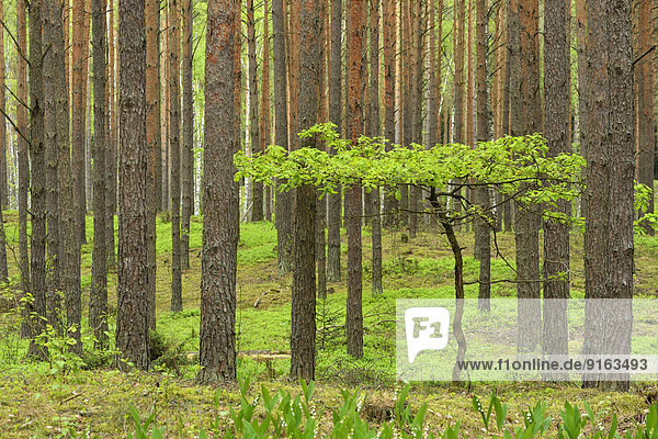 Junge Eiche (Quercus) zwischen Kiefern (Pinus sylvestris) im Kieferwald,  Nationalpark Biebrza,  Polen