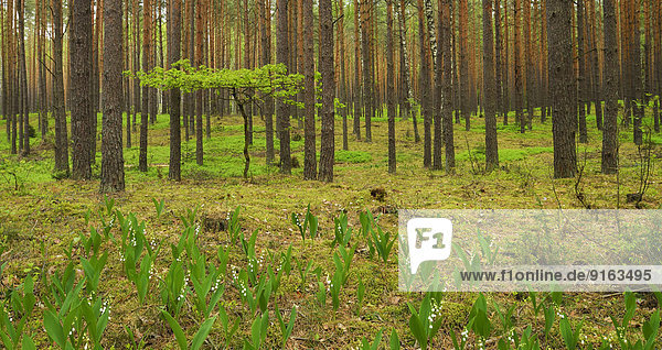 Junge Eiche (Quercus) zwischen Kiefern (Pinus sylvestris) im Kieferwald  mit Maiglöckchen (Convallaria majalis) im Vordergrund  Nationalpark Biebrza  Polen