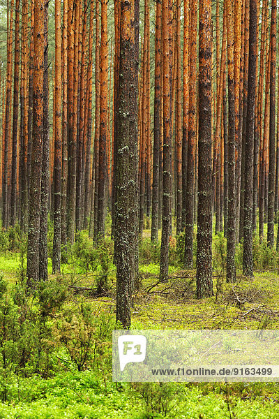 Kiefern (Pinus sylvestris) im dichten Kieferwald  Nationalpark Biebrza  Polen