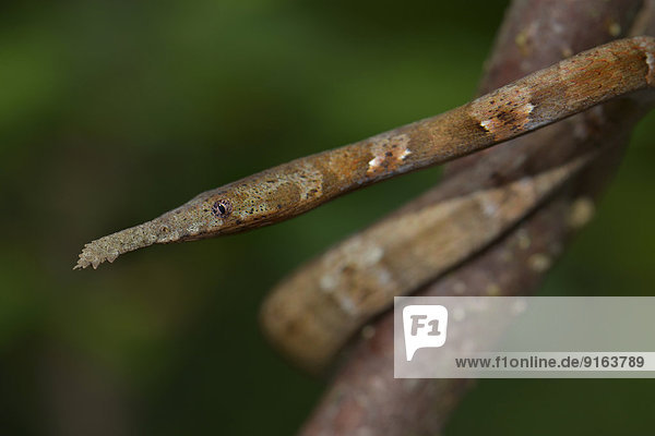 Blattnasennatter (Langaha madagaskariensis)  Weibchen  Madagaskar