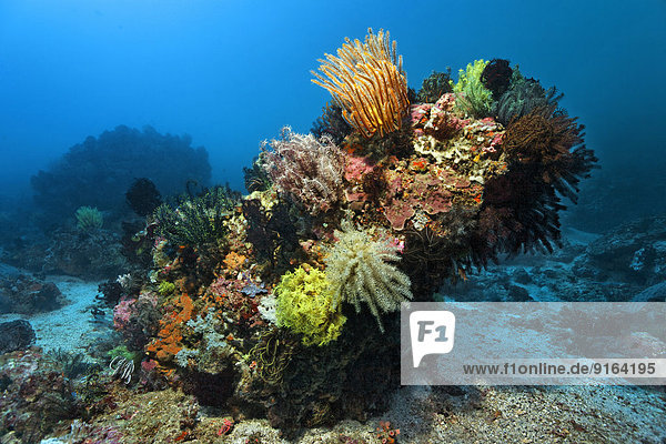 Korallenblock  viele Federsterne (Crinoidea)  Korallen  Sabang Beach  Puerto Galera  Insel Mindoro  Philippinen