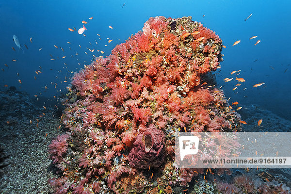 Korallenblock bewachsen mit verschiedenen roten Weichkorallen (Alcyonacea) und Schwämmen (Porifera)  Fahnenbarsche (Anthiinae)  Sabang Beach  Puerto Galera  Insel Mindoro  Philippinen