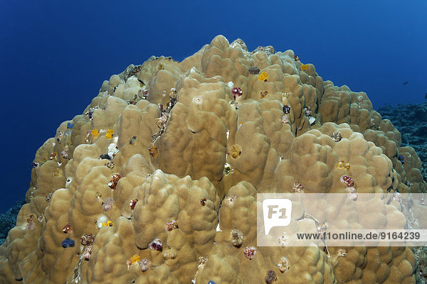 Korallenblock,  Weihnachtsbaumwürmer (Spirobranchus giganteus),  Bora Bora,  Inseln unter dem Winde,  Gesellschaftsinseln,  Französisch-Polynesien,  Frankreich