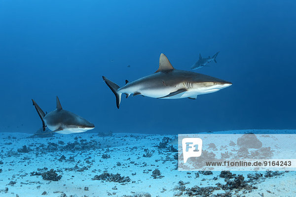 Grey Reef Sharks (Carcharhinus amblyrhynchos) over a sandy sea bottom  Bora Bora  Leeward Islands  Society Islands  French Polynesia  France