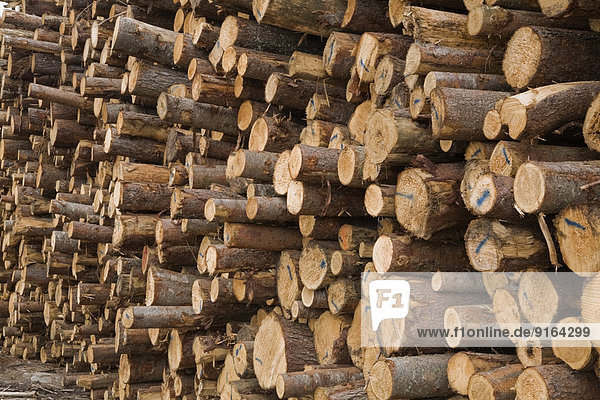 Haufen Frische schneiden Mühle groß großes großer große großen Holz Bauholz Kanada Quebec