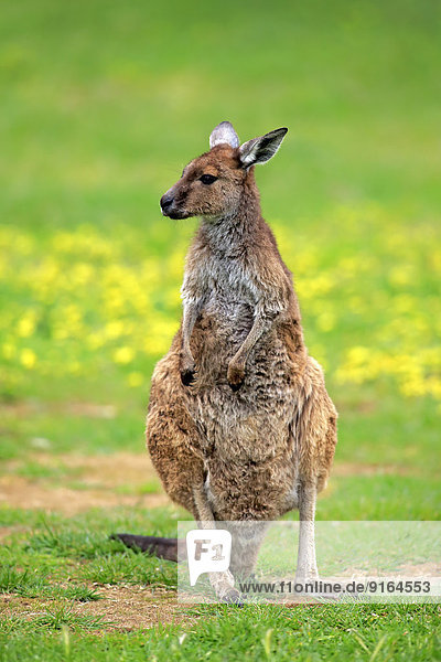 Kangaroo Island-Känguru (Macropus fuliginosus fuliginosus)  adult  South Australia  Australien