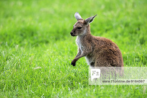 Kangaroo Island-Känguru (Macropus fuliginosus fuliginosus)  Jungtier  South Australia  Australien