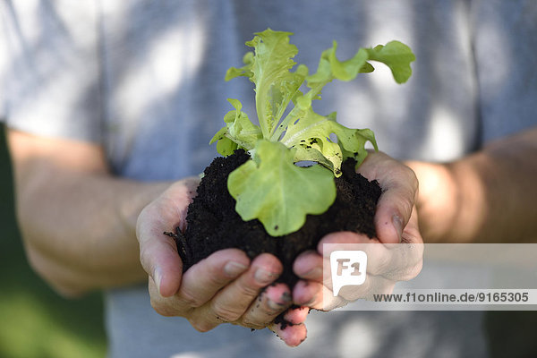 Close-up of a lettuce plant in hands of a man