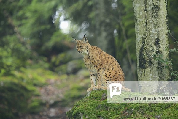 Lynx in Bavarian Forest  Germany