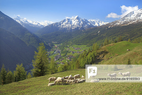 Schafherde in den Ötztaler Alpen  Tirol  Österreich