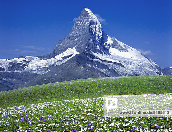 Krokuswiese mit Matterhorn  Zermatt  Schweiz