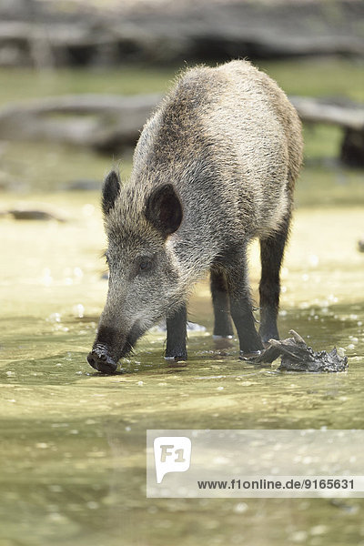 Wildschwein in einem See