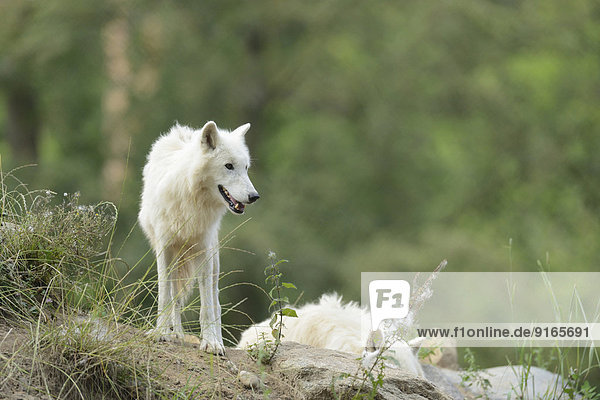 Polarwolf in einem Wald