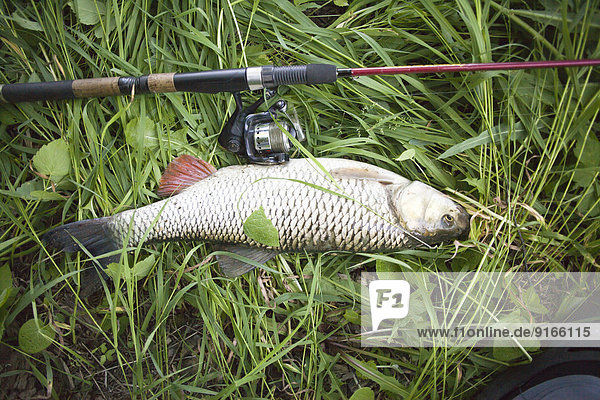 Close up of fish and fishing pole on grass