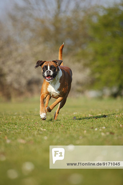 Portrait of German Boxer running on a meadow
