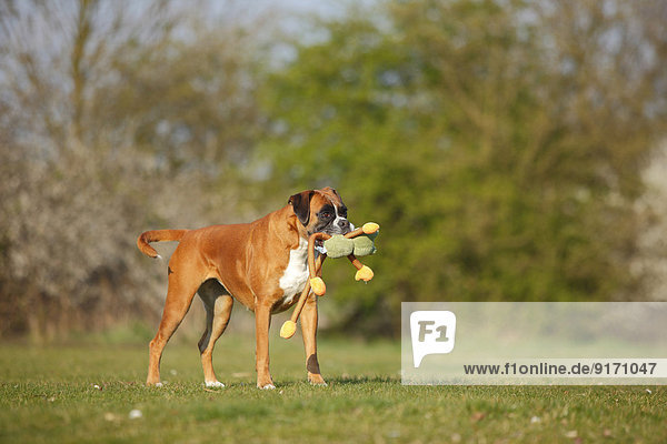 Portrait of German Boxer playing with a toy on a meadow