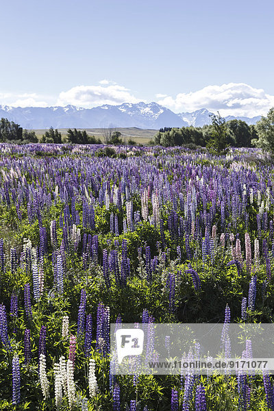 New Zealand  violet lupines  Lupinus  in front of landscape