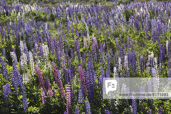 New Zealand  violet lupines  Lupinus