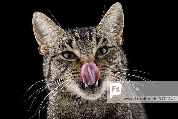 Portrait of licking tabby cat  Felis silvestris catus  in front of black background