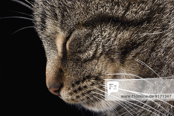 Portrait of tabby cat  Felis silvestris catus  with closed eye  profile
