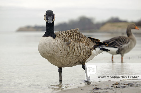 Canada goose  Branta canadensis  and gray goose  Anser anser standing at waterside
