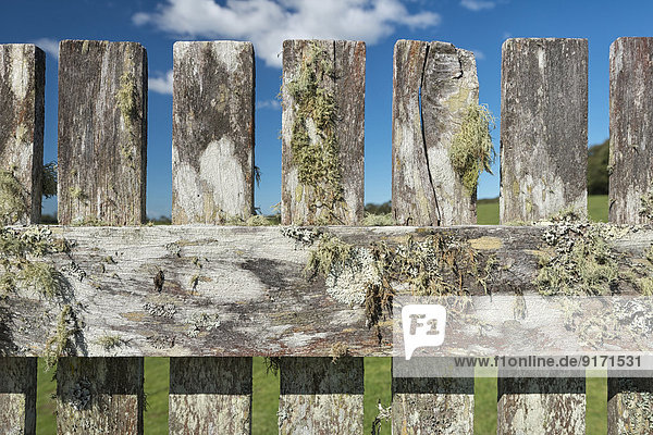 Australia  New South Wales  Dorrigo  old wooden fence with lichens  partial view