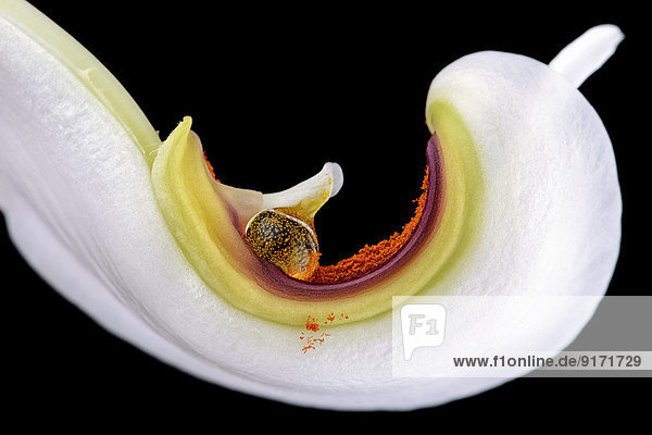 Petal of white lily,  Lilium,  with pollen in front of black background,  close-up