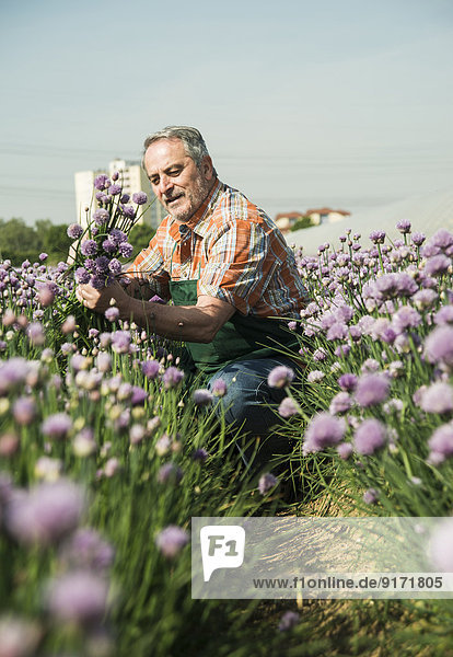 Germany  Hesse  Lampertheim  farmer harvesting chives  Allium schoenoprasum