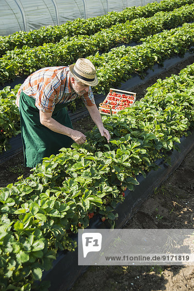Germany  Hesse  Lampertheim  senior farmer harvesting strawberries in greenhouse