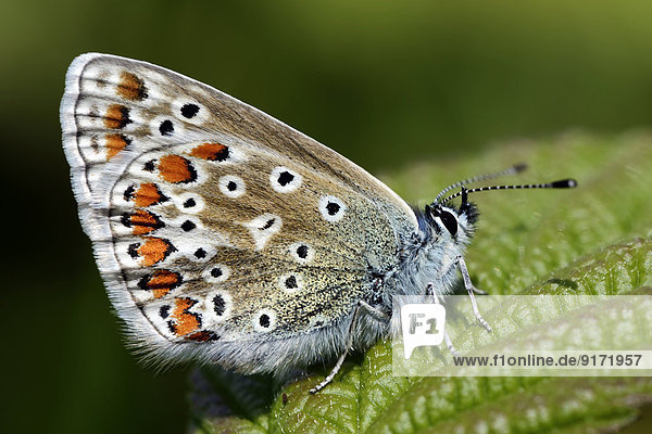 Germany  Common blue butterfly  Polyommatus icarus  sitting on plant