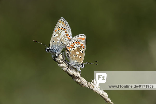 Germany  Brown argus butterfly  Aricia agestis  sitting on plant