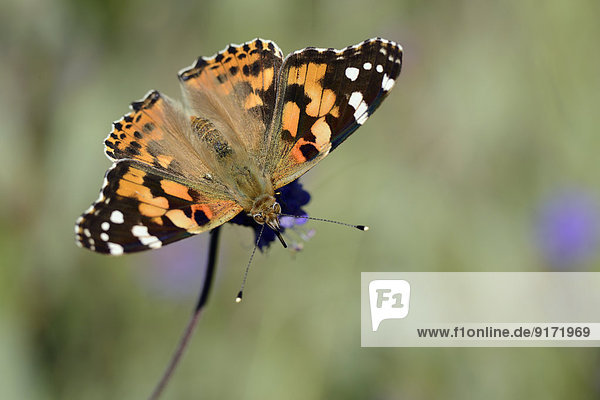 Germany  Painted lady butterfly  Vanessa cardui  sitting on plant