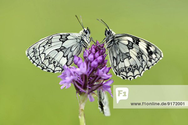 Germany  Marbled white butterfly  Melanargia galathea  sitting on flower