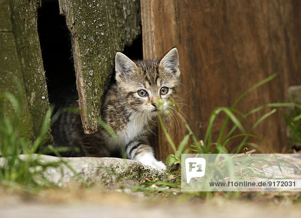Tabby kitten  Felis silvestris catus  leaving old barn