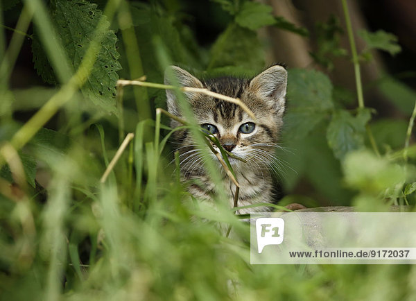 Tabby kitten  Felis silvestris catus  sittiing in grass
