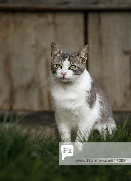 Germany  Baden-Wuerttemberg  Grey white tabby cat  Felis silvestris catus  standing on meadow