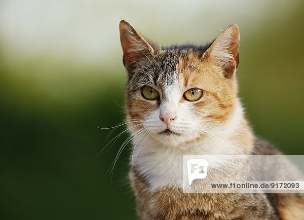Germany  Baden-Wuerttemberg  Tricolor cat  Felis silvestris catus  Portrait