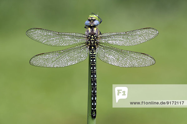 Hairy dragonfly  Brachytron pratense in front of green background  close-up