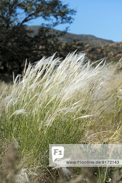 Africa  Namibia  Erongo mountains  grass in the wind