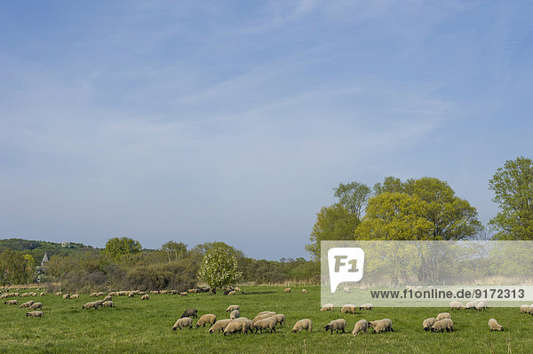Germany  Mecklenburg-Western Pomerania  Ruegen  Rural landscape with sheep