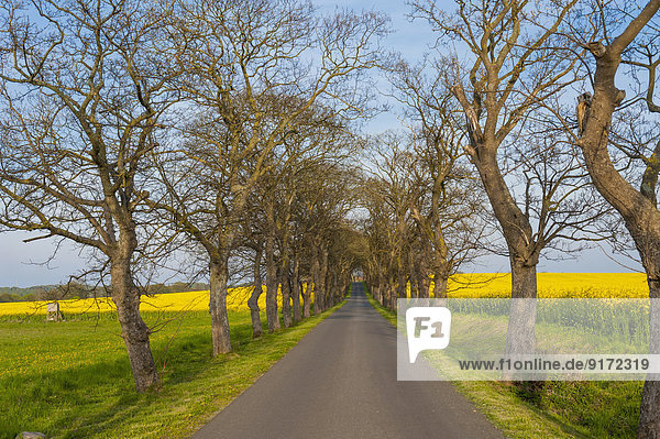 Germany  Mecklenburg-Western Pomerania  Ruegen  Tree-lined road and rape fields