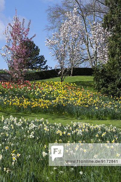 Germany  Baden-Wuerttemberg  Mainau  Blooming tulips and daffodils