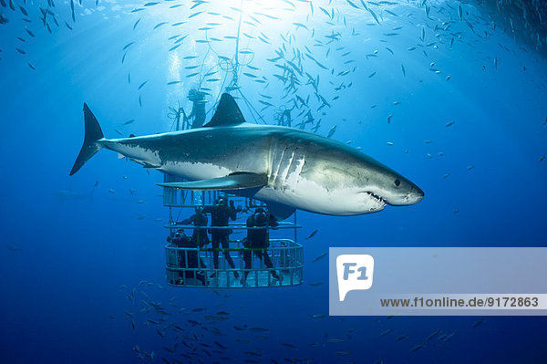 Mexico  Guadalupe  Pacific Ocean  scuba divers in shark cage with white shark  Carcharodon carcharias  in the foreground