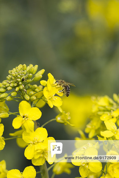 Germany  Thuringia  Rape  Brassica napus  and Honeybee  Apis mellifera  close-up