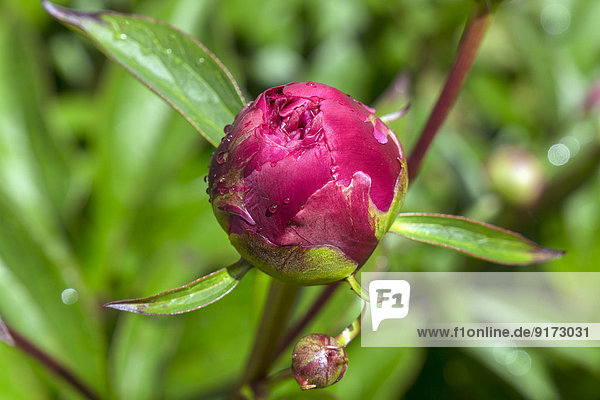 Dewdrops on bud of pink peony  Paeonia officinalis