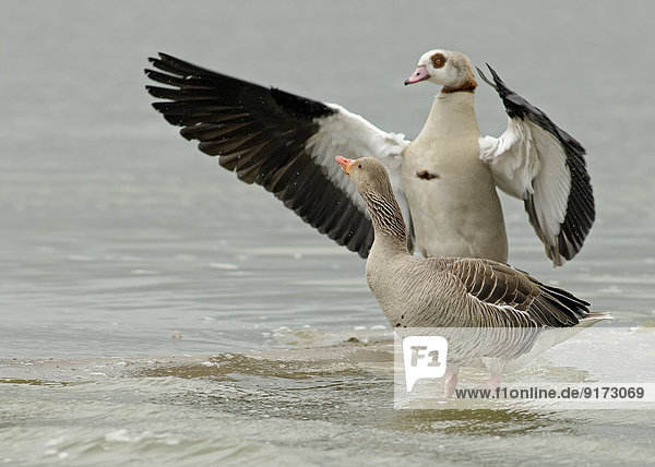 Germany  Schleswig-Holstein  North Frisia  wild goose  Anser anser  and Egyptian goose  Alopochen aegyptiacus