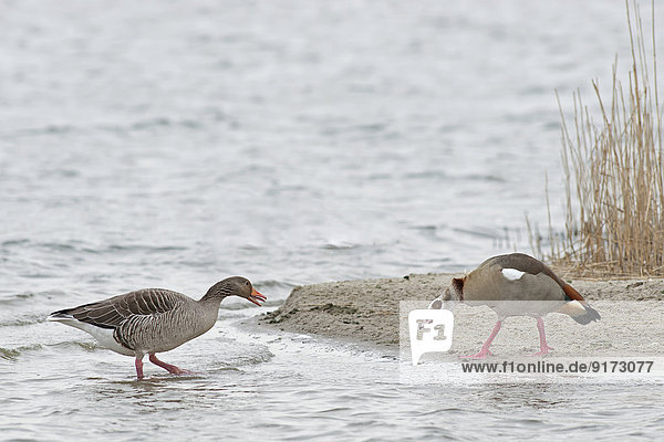 Germany  Schleswig-Holstein  North Frisia  wild goose  Anser anser  and Egyptian goose  Alopochen aegyptiacus