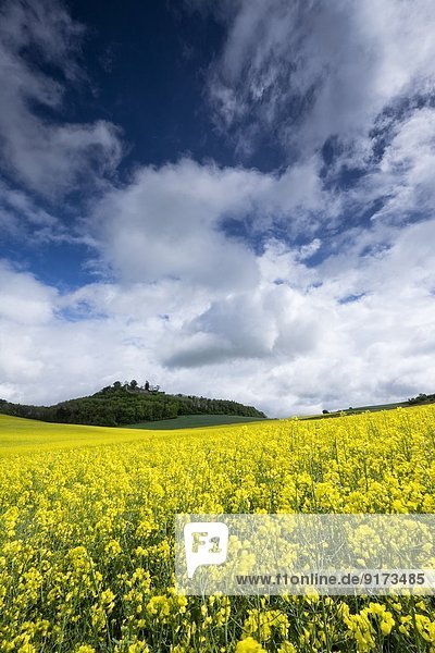 Germany  Baden-Wuerttemberg  Constance district  Hegau  Rape field  Maegdeberg in the background