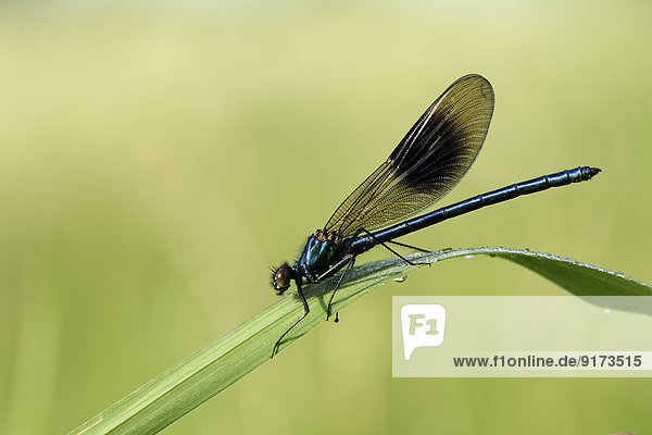 Banded demoiselle,  Calopteryx splendens,  sitting on grass in front of green background